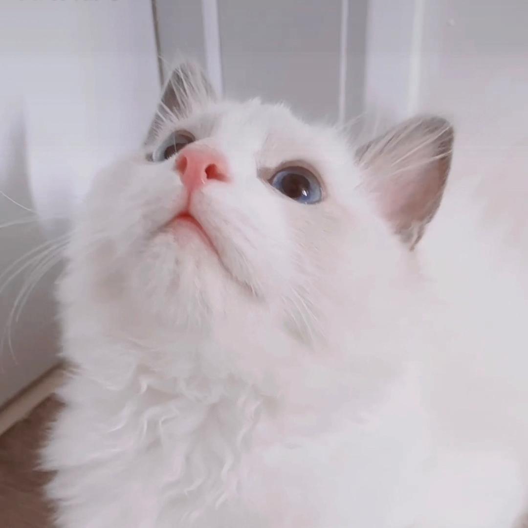 三只招财猫
