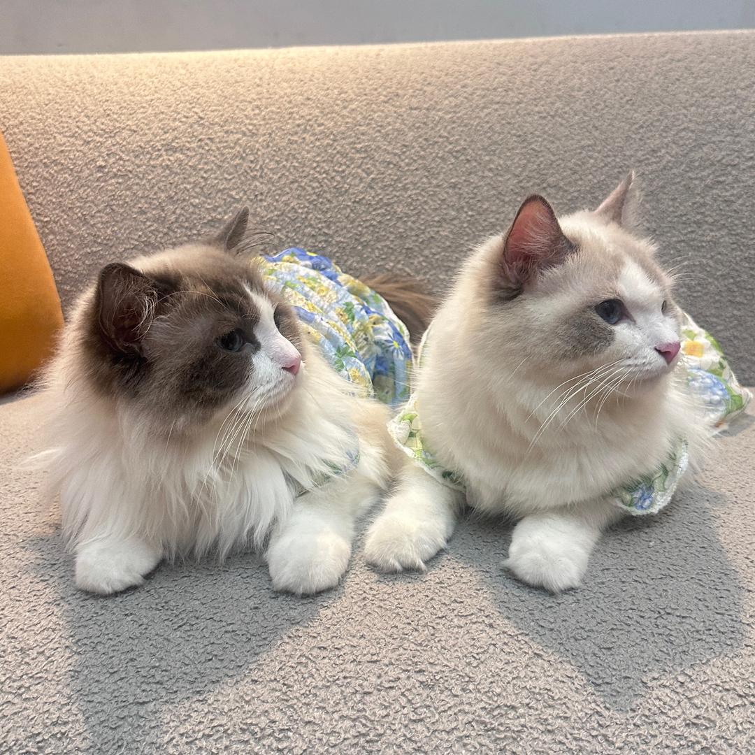 山竹是只猫