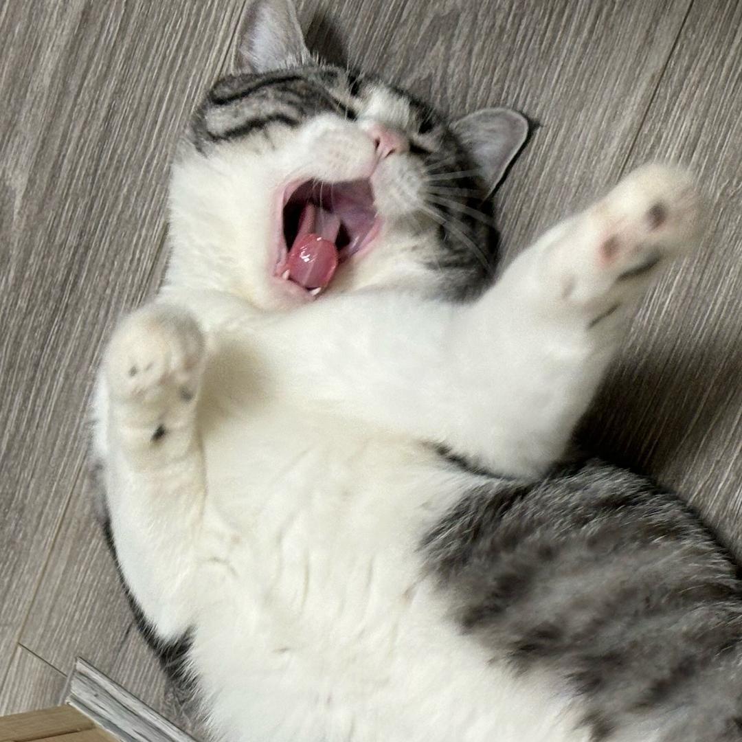 TuT