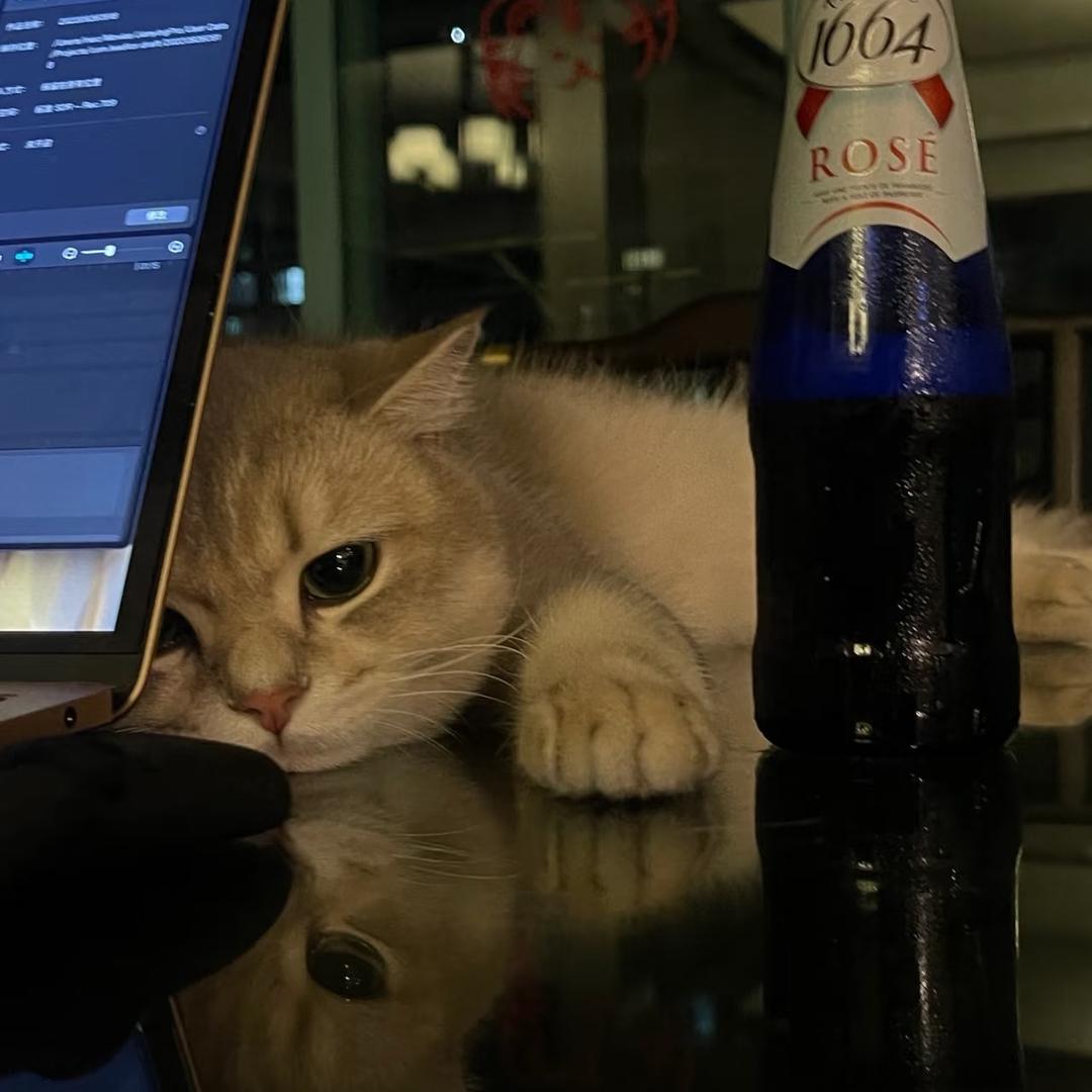 猫猫音乐🎶