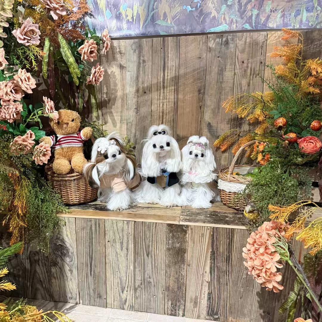 Flower的韩版马尔济斯约克夏西施