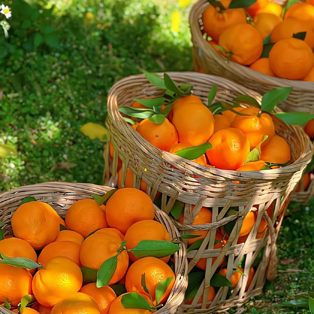 莒县百果甜果业。