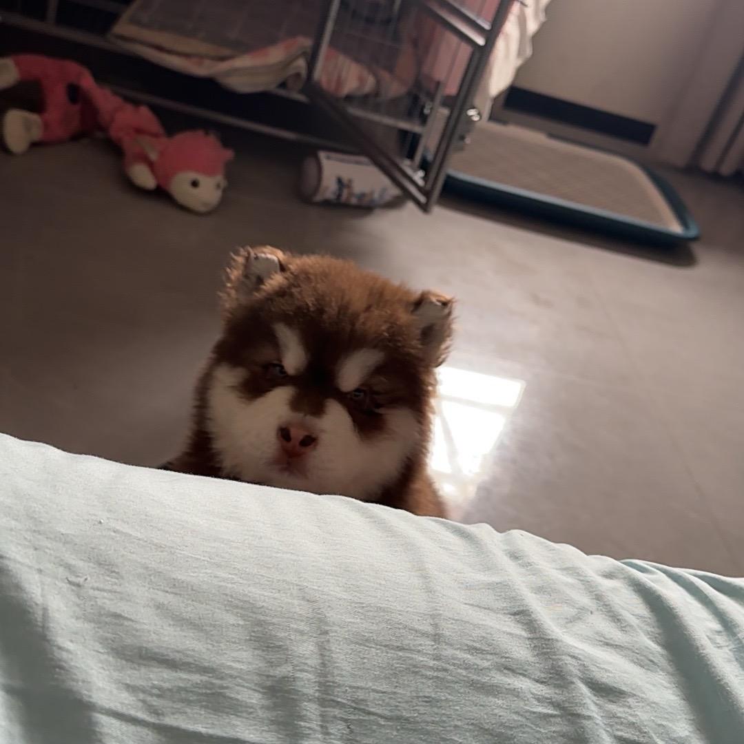 可爱多🐶