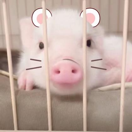 咩咩