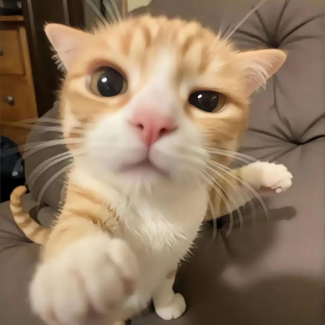 鲨鱼Tt