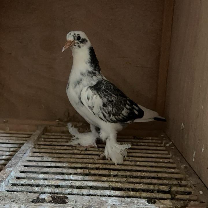 伊犁王亨鸽友会