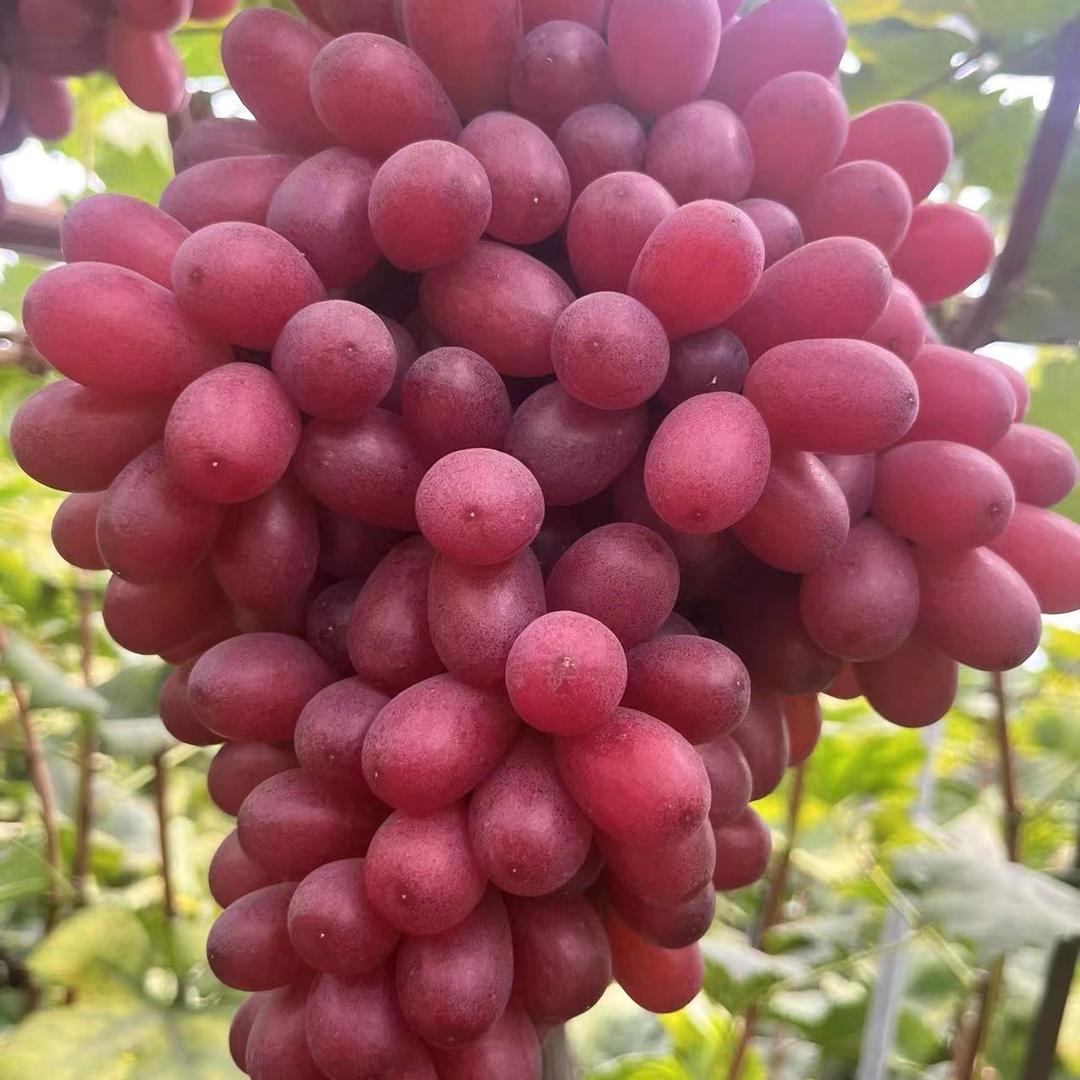 葡萄田流转情报员