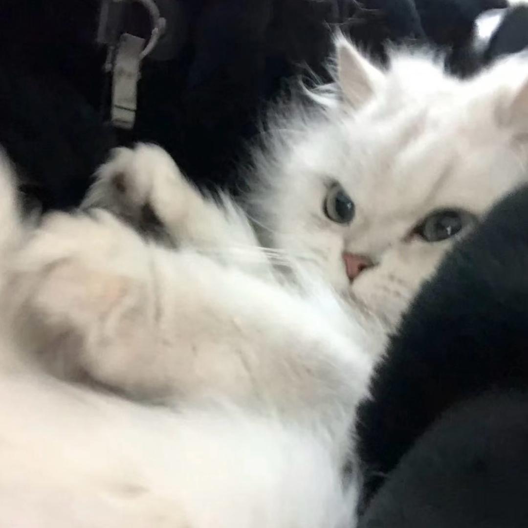 不白.