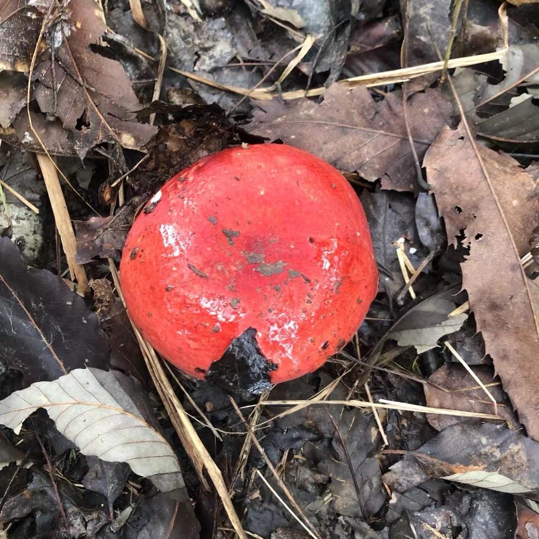 蘑菇🍄