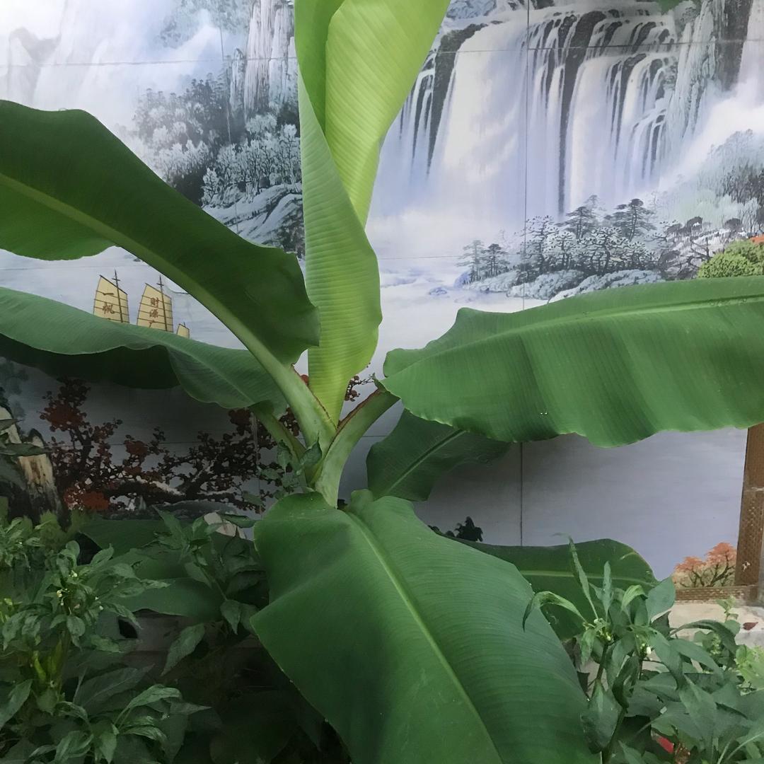亭亭玉立