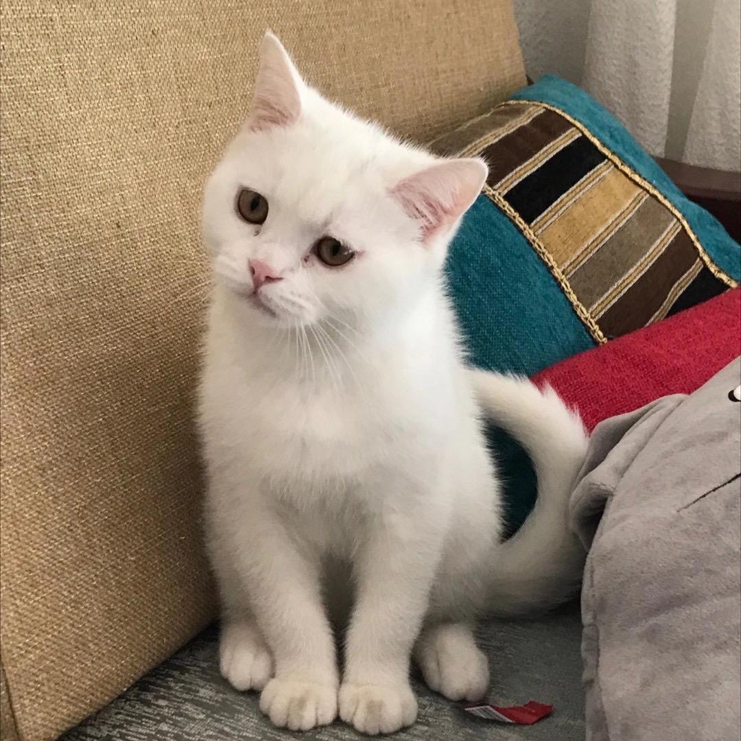 豪康