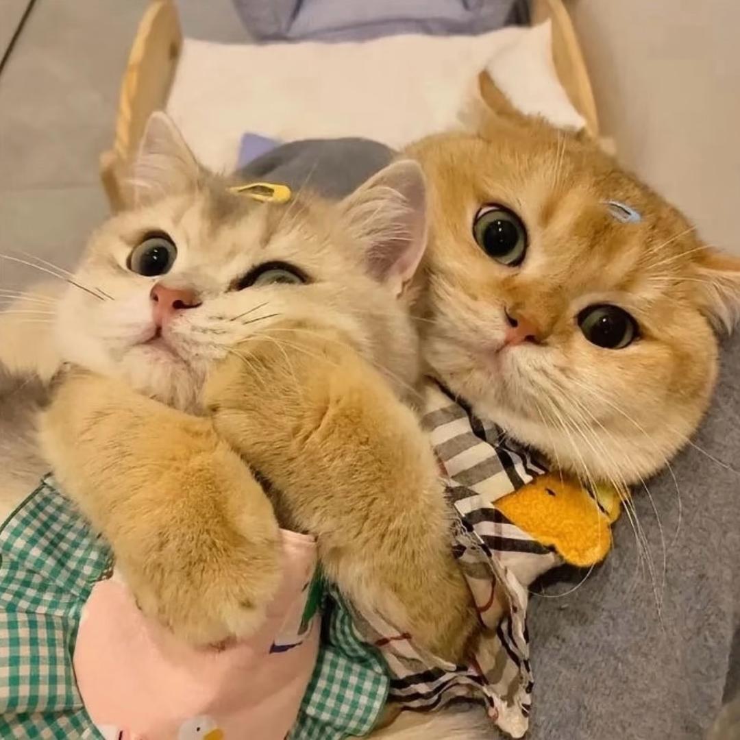 聊宠物