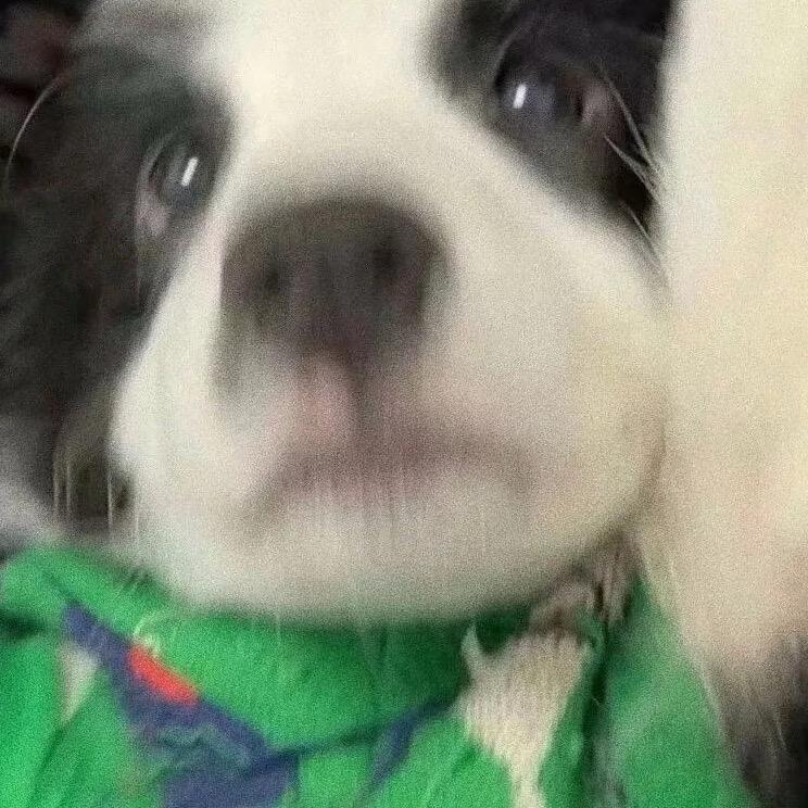 阳光果粒陈子