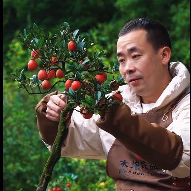木坨坨盆景园