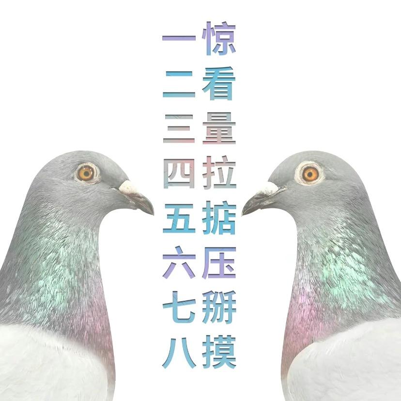 和平鸽舍