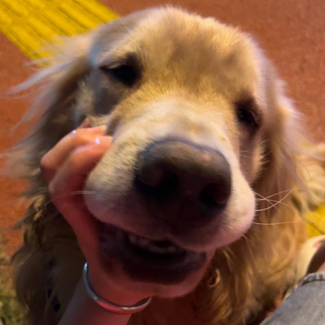 派哒哒洗护师小苏