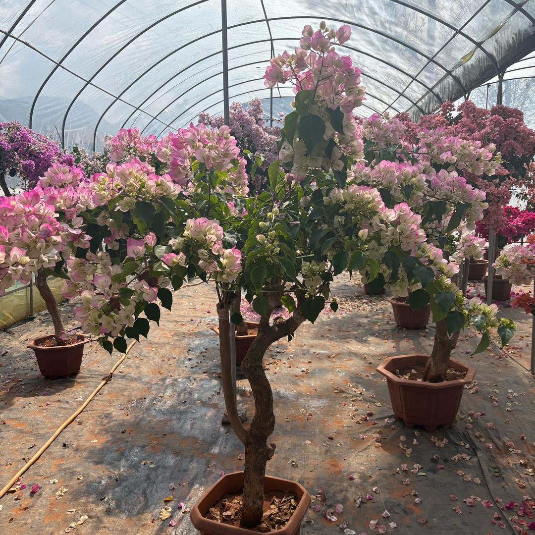 朝阳三角梅种植基地
