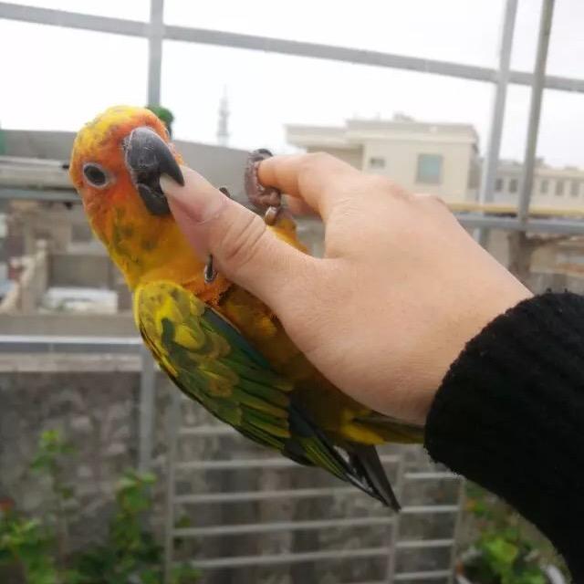小熊猫