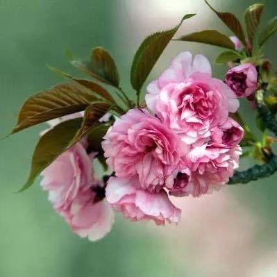 ℒℴѵℯ· 花开•花落ღꦿ࿐