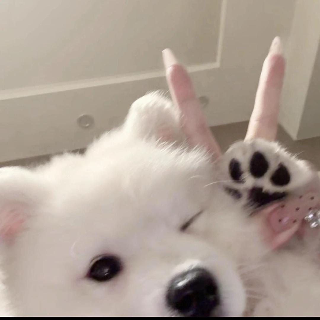 杨羊羊.