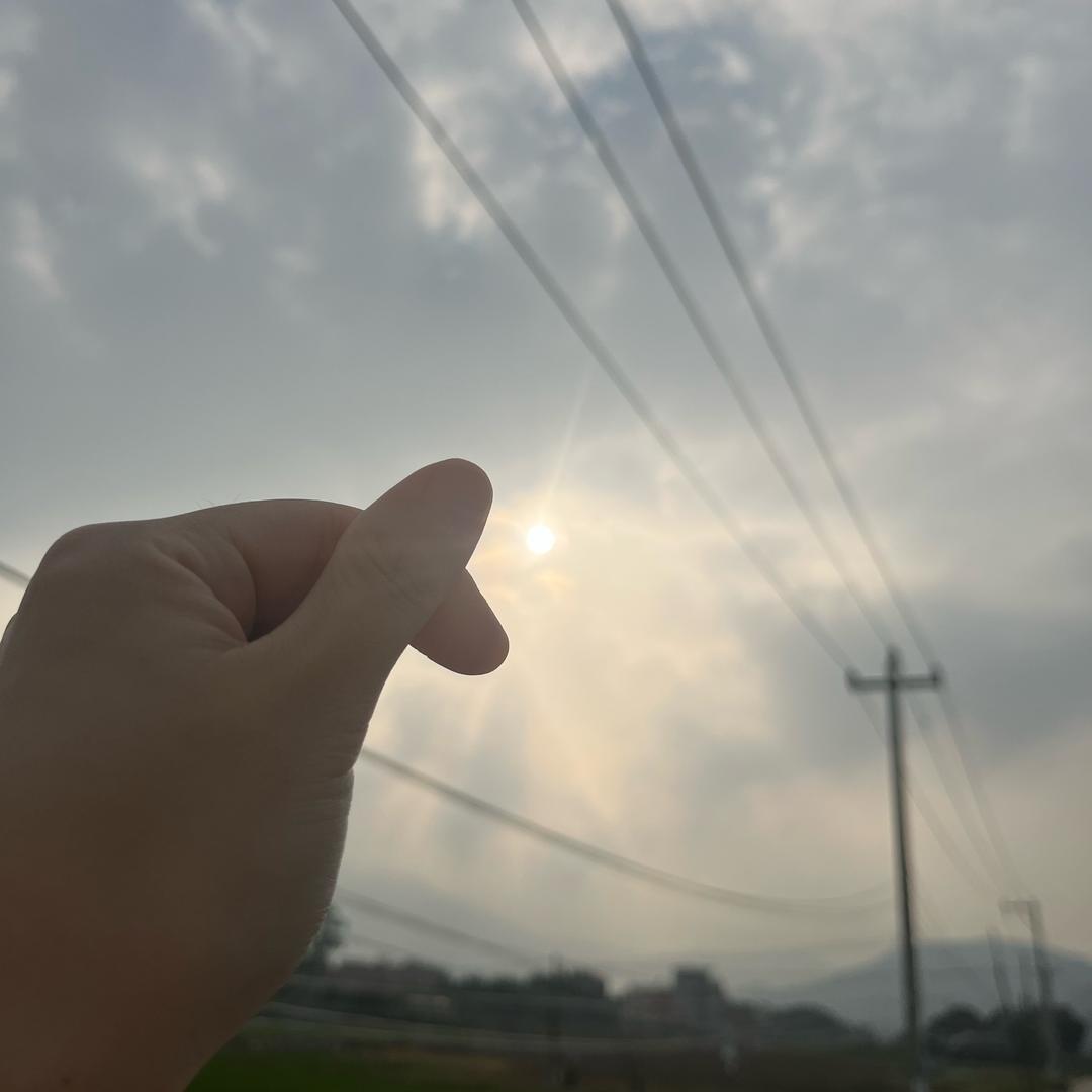 带刺玫瑰