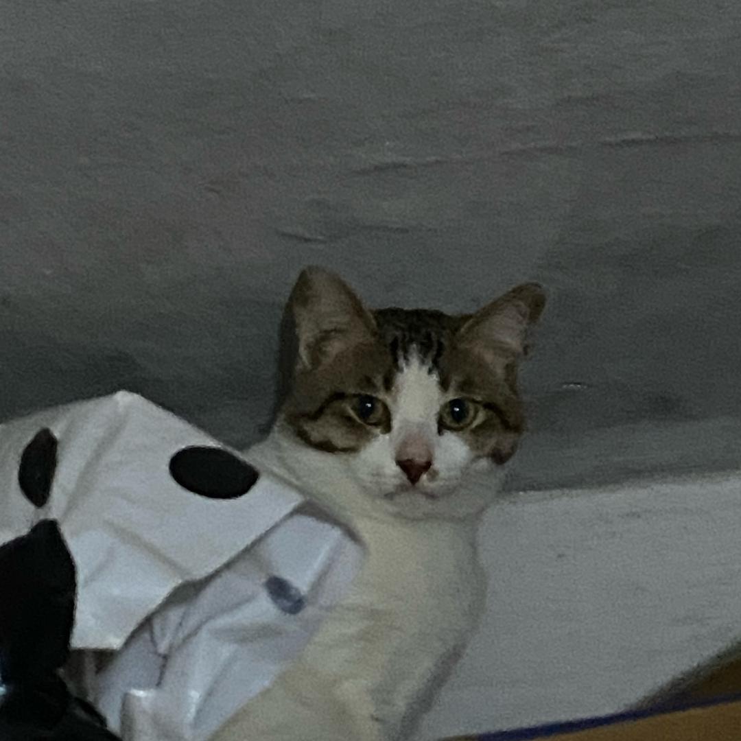 阿琪与阿圆
