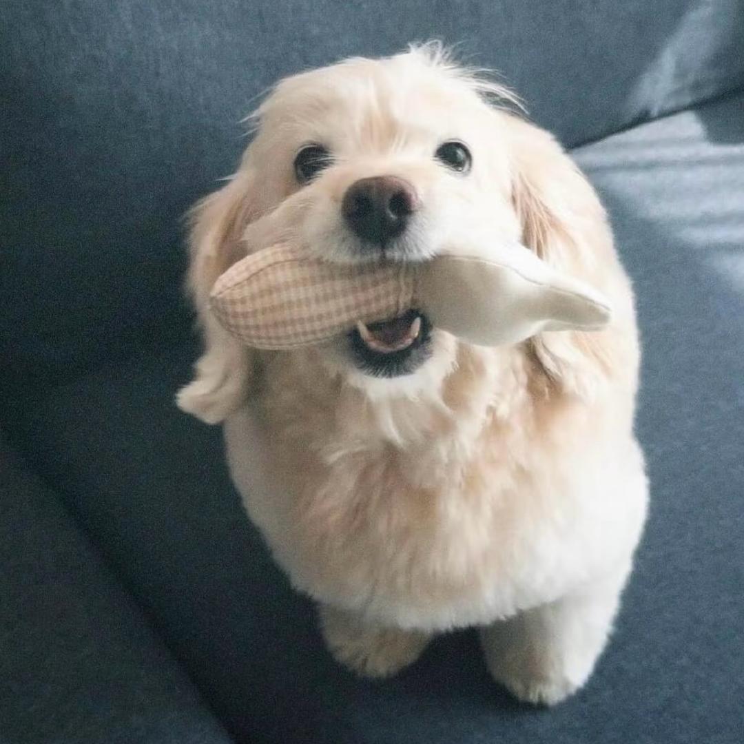 一定是刘文文文