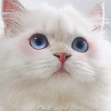 布布不开心