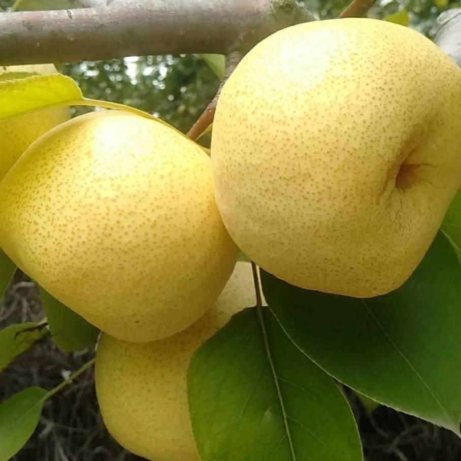 果乐果产地代收代发（只做精品）