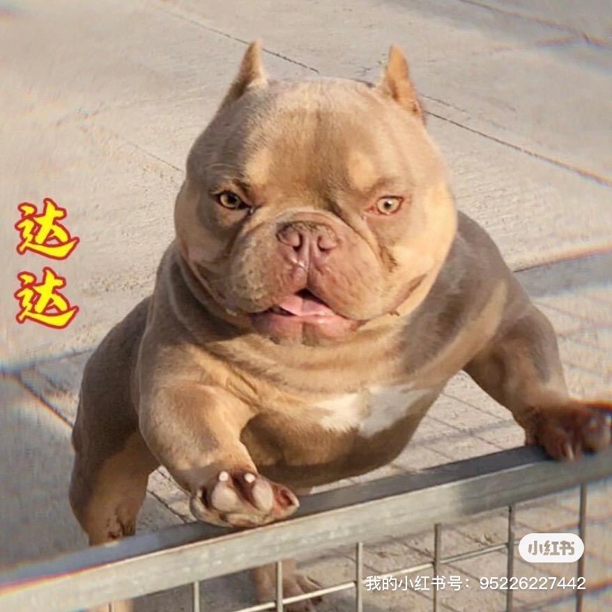 静静恶霸犬舍
