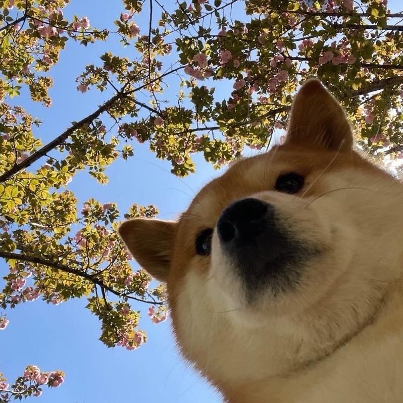 麒元
