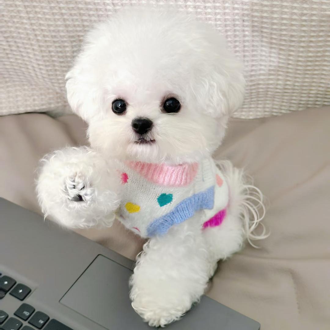 汪汪队开大会啦