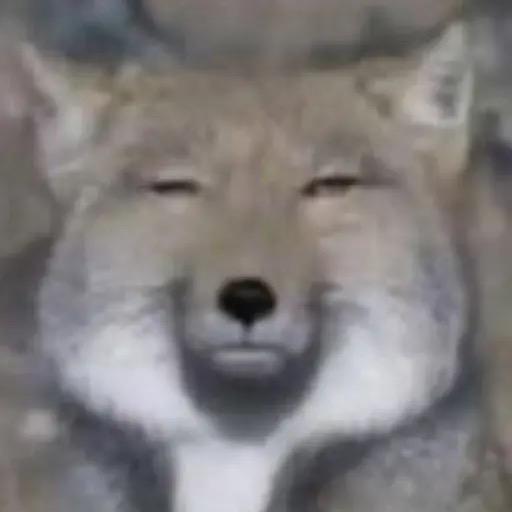 捡老欺