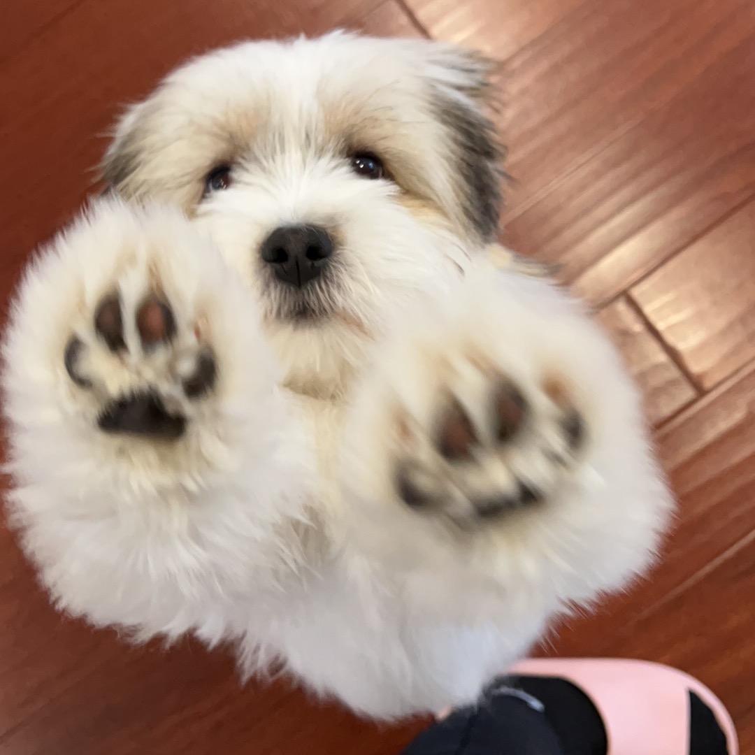 卡拉小盆子