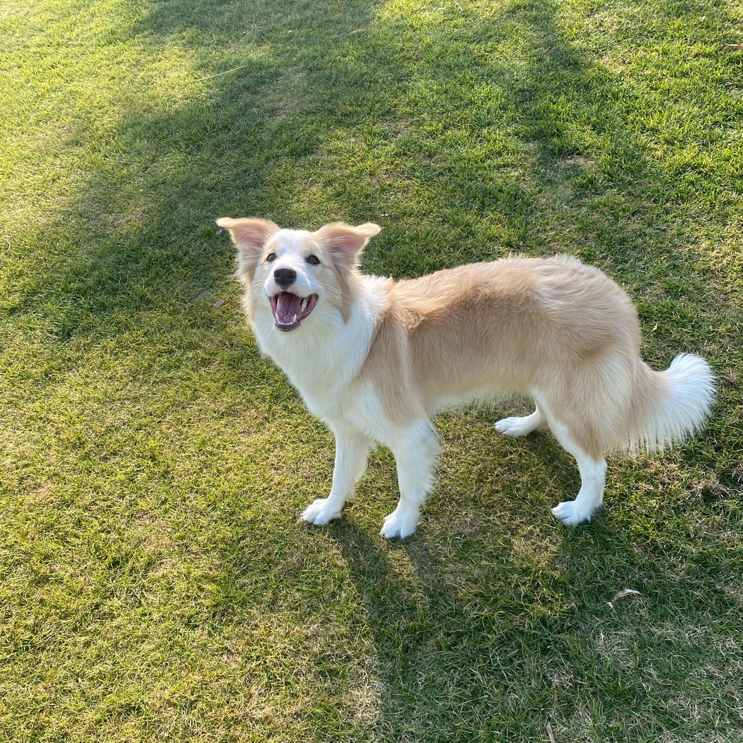 边牧辛巴养三湖