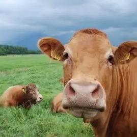 牛牛🐮顶呱呱