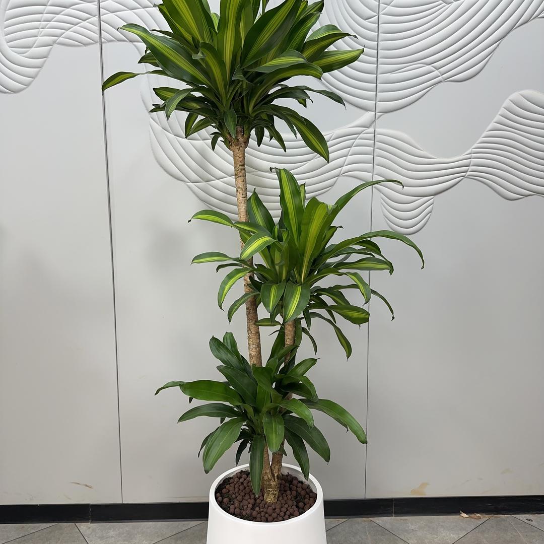 云海绿植基地盛夏