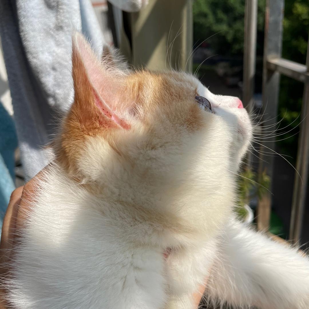 KIKI