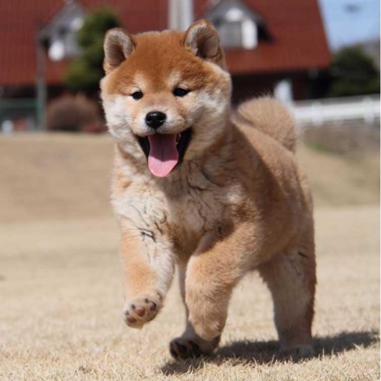 老陈寻好犬小号