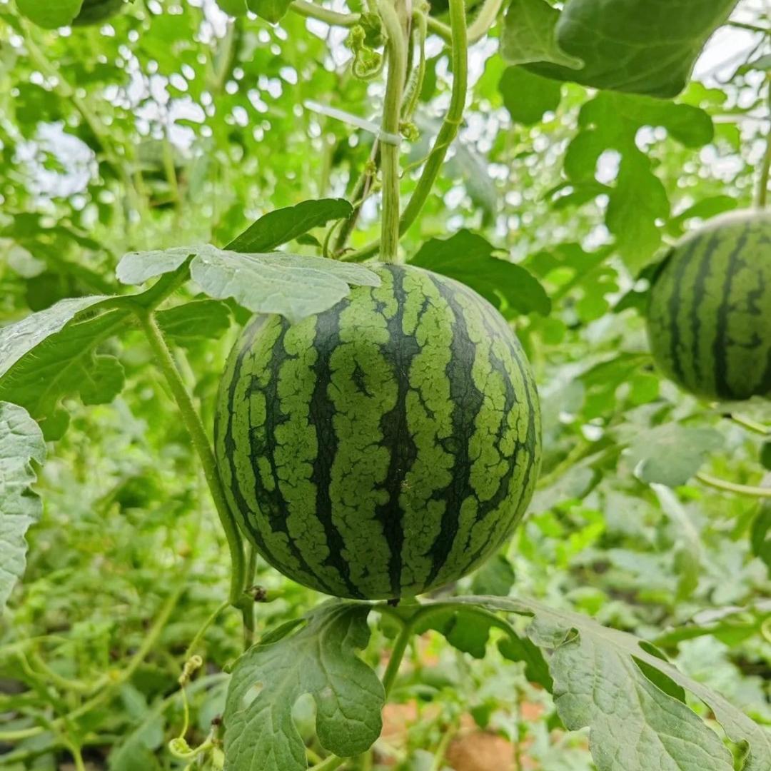 卓越瓜果 2k小糖丸西瓜种植基地