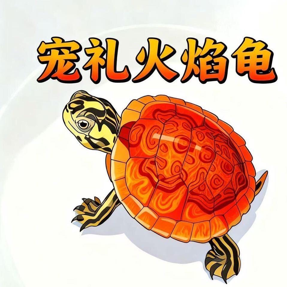 宠礼招财火焰龟