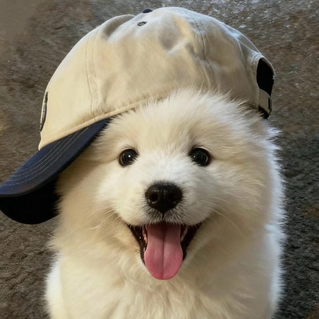 不吃西红柿