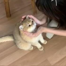 迷糊蛋