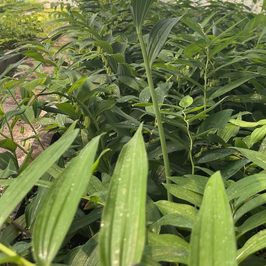 梅杭中药材 小何