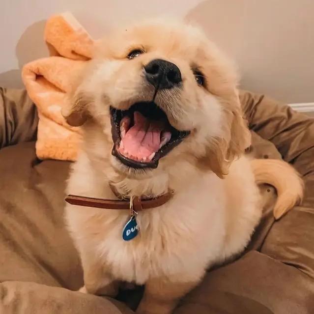 广西小鲁（田园犬）