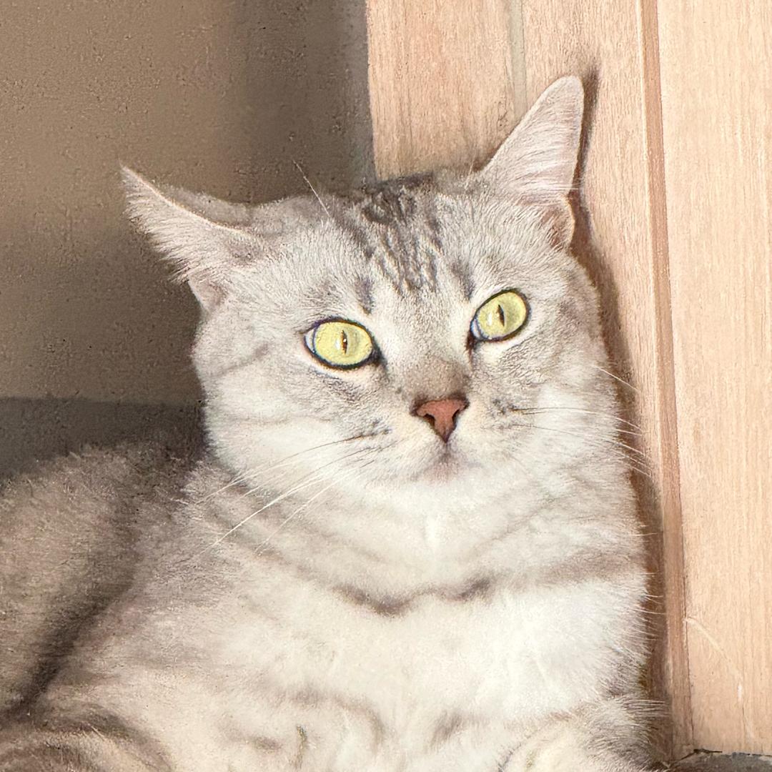 喵喵喵🐱
