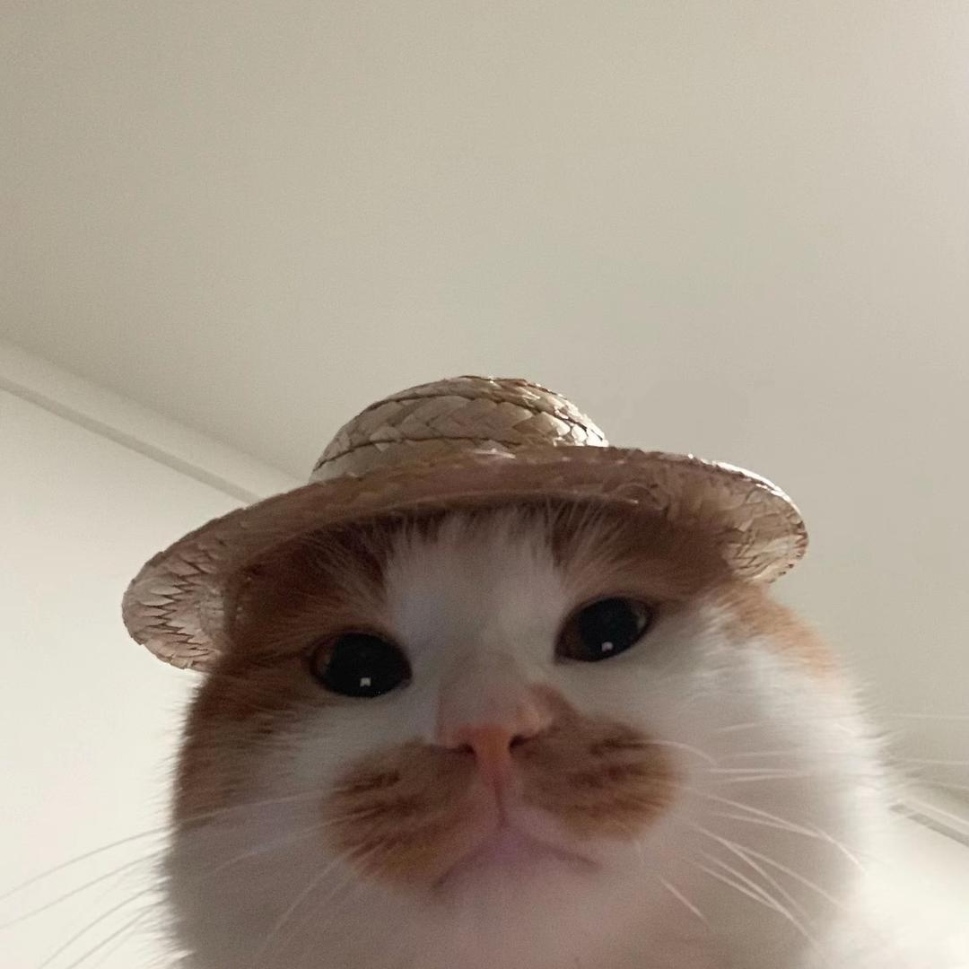 天天吃香菇