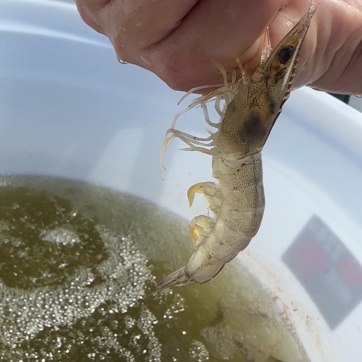 勐腊县勐捧云津基围虾养殖