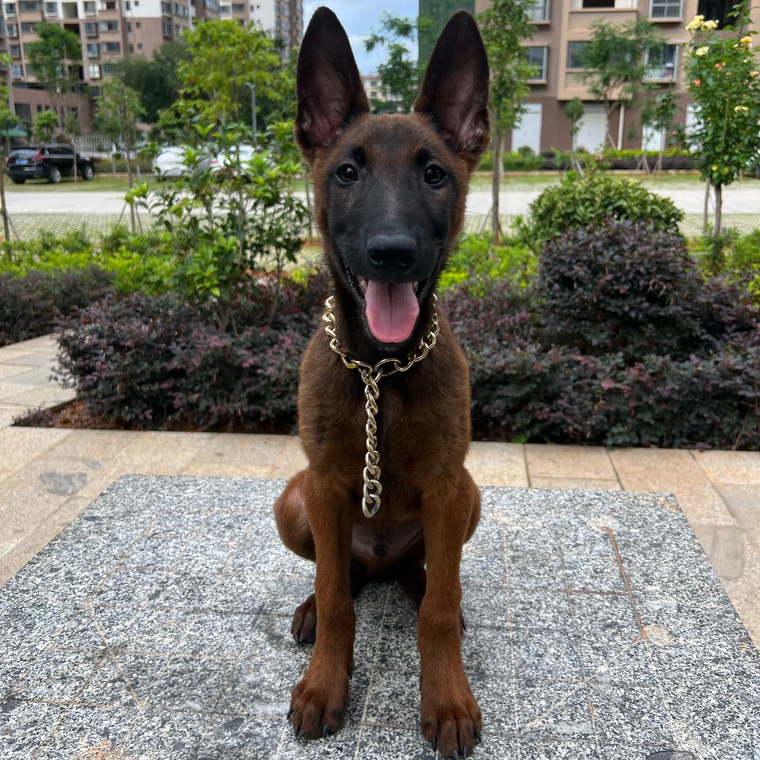 小航爱训犬（马犬金福金鑫）
