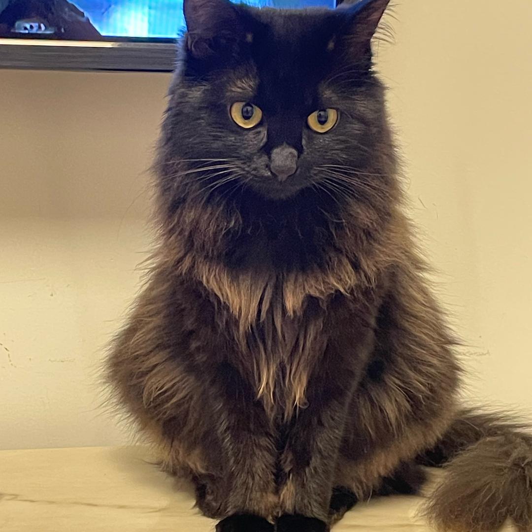 十一是只猫🐱